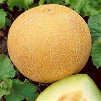 Delicious Melon