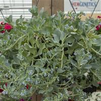 Mertensia Silver Ocean