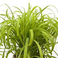 Aureum Milium