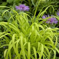Aureum Milium