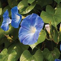 Heavenly Blue Morning Glory