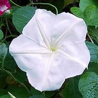 Moon Flower Morning Glory