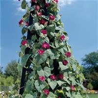 Sunrise Serenade Morning Glory