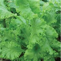 Southern Giant Curled Mustard