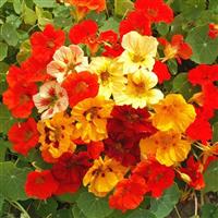 Jewel Mix Nasturtium
