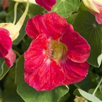 Tip Top Rose Nasturtium