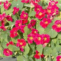 Tip Top Rose Nasturtium