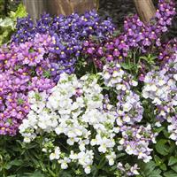 Seventh Heaven Mix Nemesia