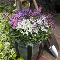 Seventh Heaven Mix Nemesia
