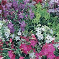 Perfume Mix Nicotiana