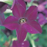 Perfume Deep Purple Nicotiana