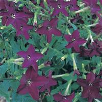 Perfume Deep Purple Nicotiana