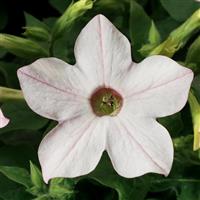 Saratoga Appleblossom Nicotiana