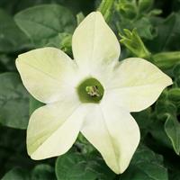 Saratoga Lime Nicotiana