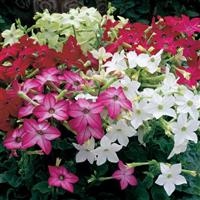 Saratoga Mix Nicotiana