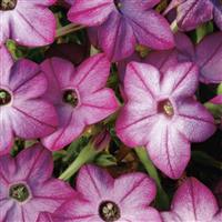 Saratoga Purple Bicolor Nicotiana