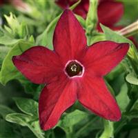 Saratoga Red Nicotiana