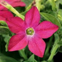 Saratoga Rose Nicotiana