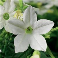 Saratoga White Nicotiana