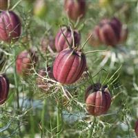 Albion Black Pod Nigella