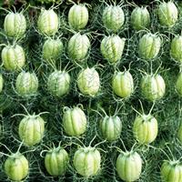 Albion Green Pod Nigella
