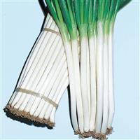 Ishikura Bunching Onion