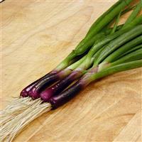 Red Baron Bunching Onion