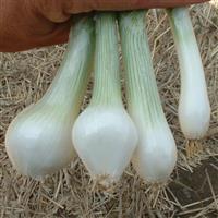 White Lisbon Bunching Onion