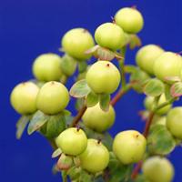 Hypericum HyperBerries Gold