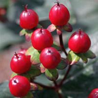 Hypericum HyperBerries Maroon