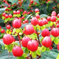 Hypericum HyperBerries Red