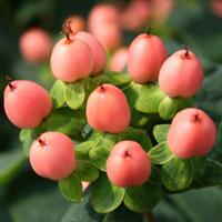 Hypericum HyperBerries Salmon