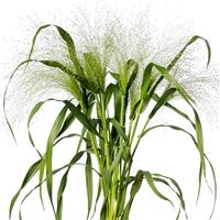 Fontaine Grass Panicum