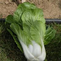 Bopak Pak Choi