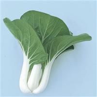 White Pak Choi