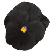 Atlas Black Pansy