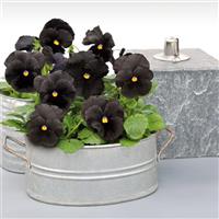 Atlas Black Pansy