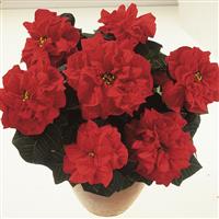 Valentine Poinsettia