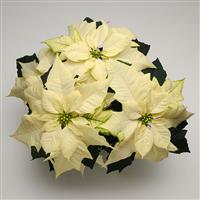 Wintersun White Poinsettia