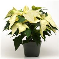 Wintersun White Poinsettia