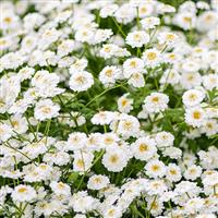 Tetra White Wonder Matricaria