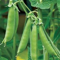 Sugar Snap Peas