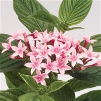 Kaleidoscope Appleblossom Pentas