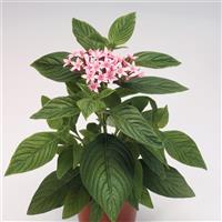 Kaleidoscope Appleblossom Pentas