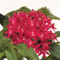 Kaleidoscope Carmine Pentas