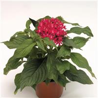Kaleidoscope Carmine Pentas