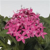 Kaleidoscope Lilac Pentas
