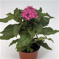 Kaleidoscope Lilac Pentas