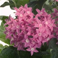 Kaleidoscope Pink Pentas