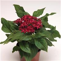 Kaleidoscope Deep Red Pentas